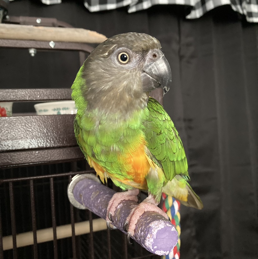 rudedontcarefurfellings