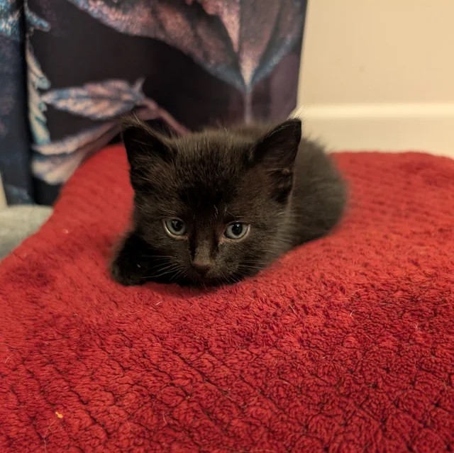 I found this baby in my engine🥺