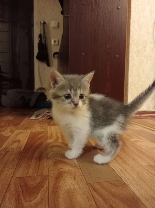 The evolution of my cat🤣