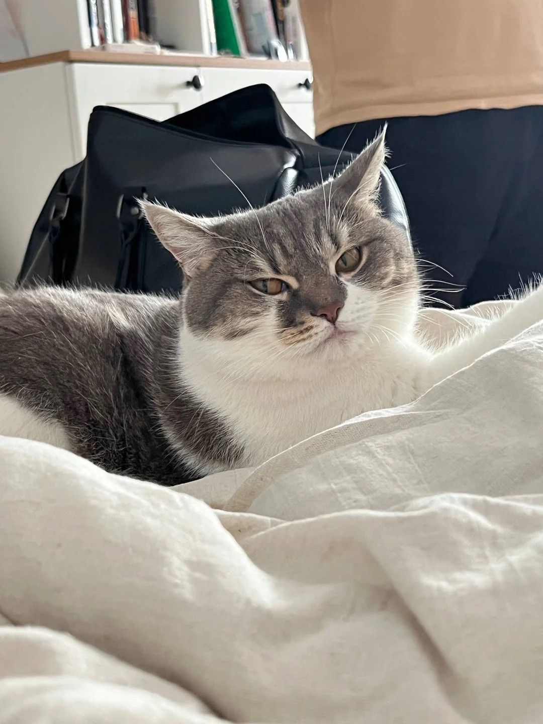 The evolution of my cat🤣