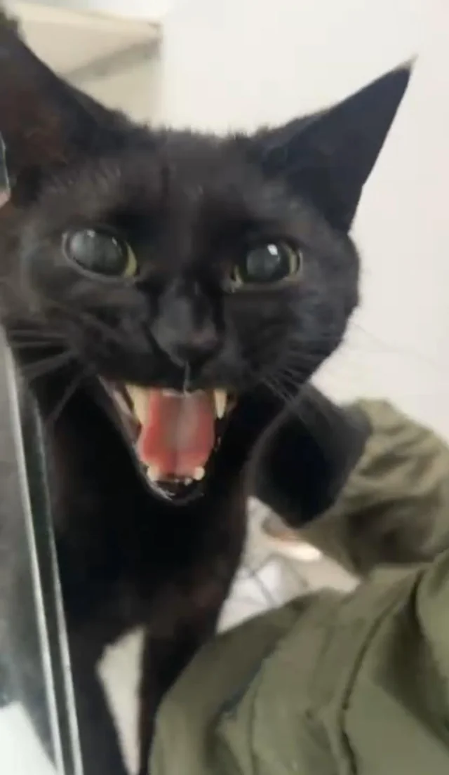 Cat's reaction to seeing her owner after he left her in a cattery for a week😄