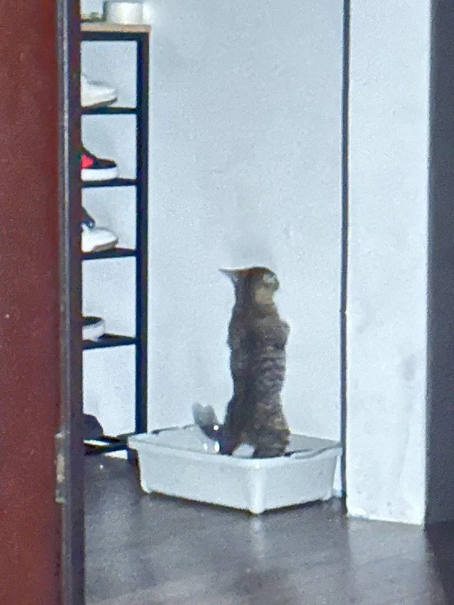 Kitten poops while standing