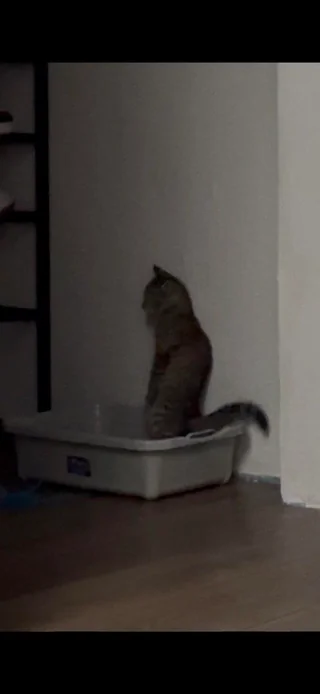 Kitten poops while standing
