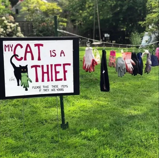 When Your Cat Turns into a Criminal Mastermind 🐾😼