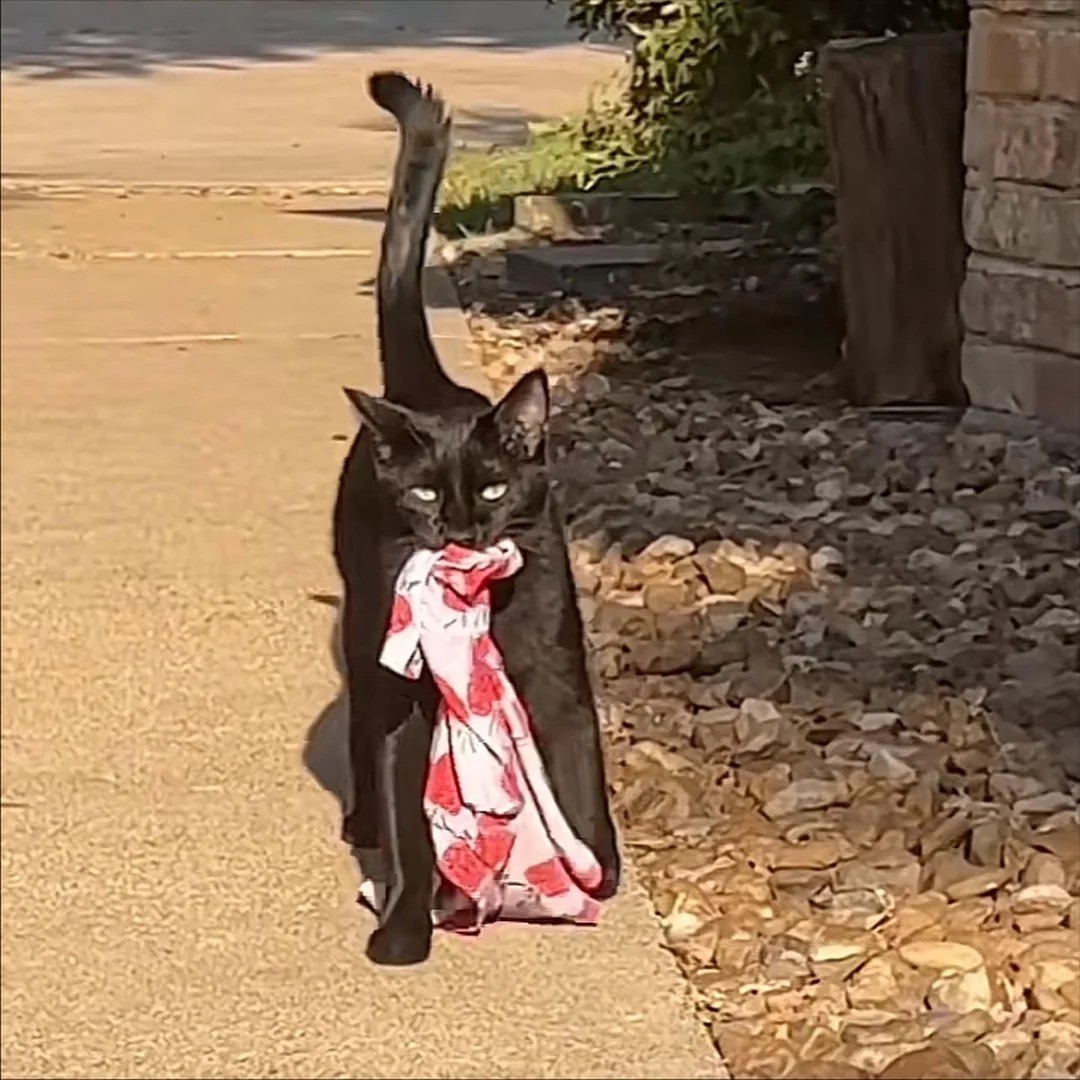 When Your Cat Turns into a Criminal Mastermind 🐾😼