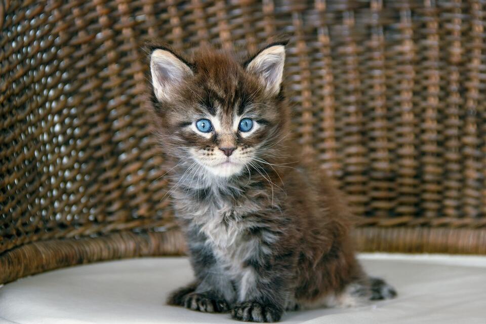 Tiny Maine Coon Kitten Is the Real Boss