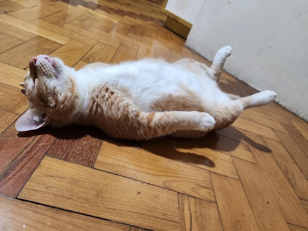 cat playing dead to avoid going to the vet🤣