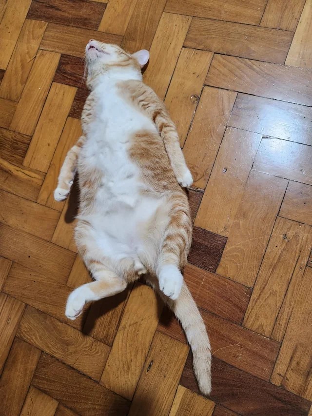cat playing dead to avoid going to the vet🤣