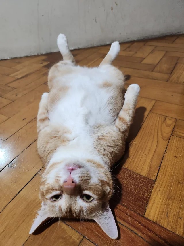 cat playing dead to avoid going to the vet🤣