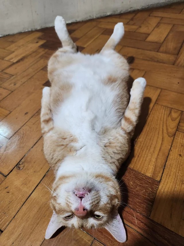 cat playing dead to avoid going to the vet🤣