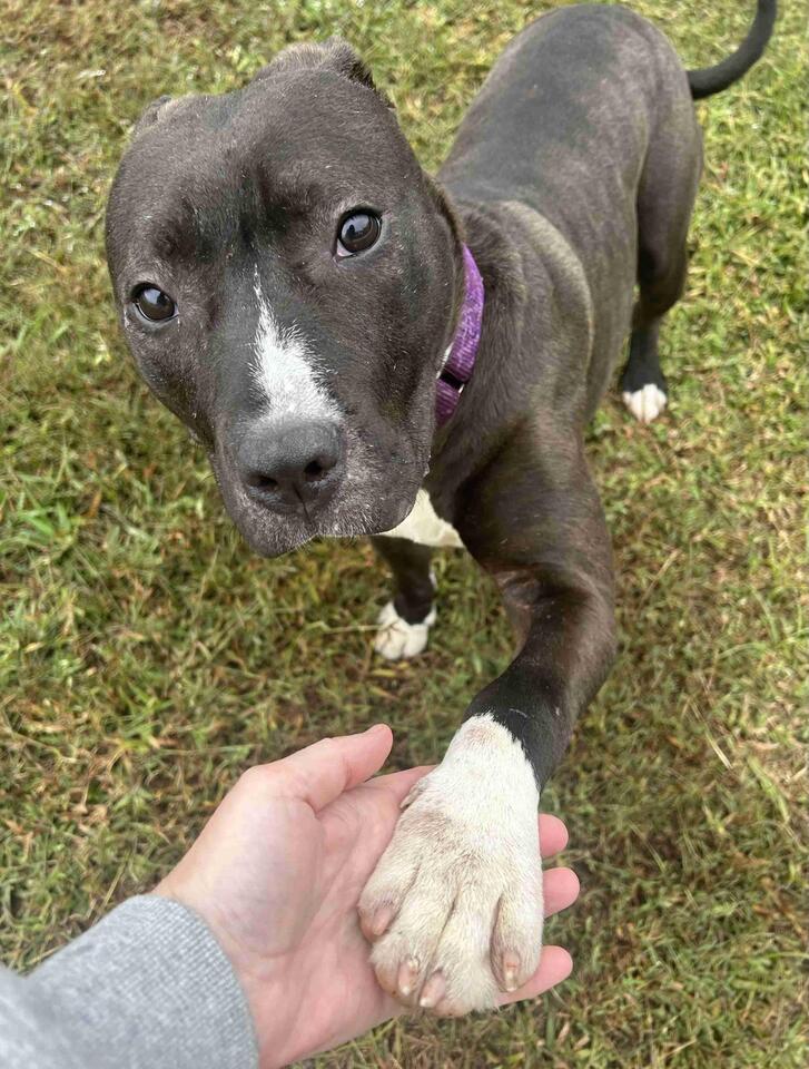 Meet Luna: Clemson’s Cutest Rescue Pup