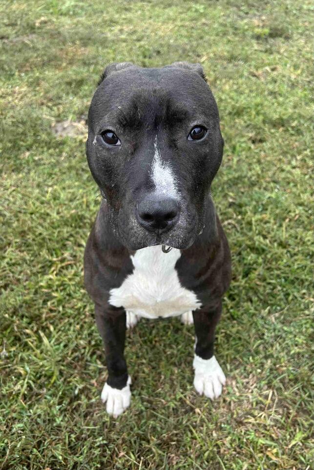 Meet Luna: Clemson’s Cutest Rescue Pup