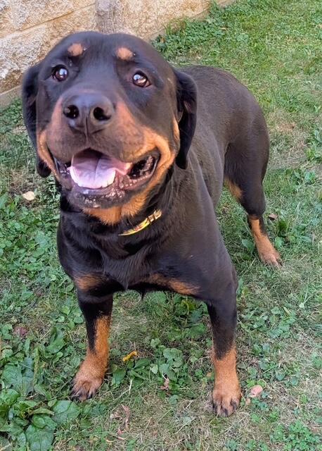 Meet Rochelle: Rottie Lovers, This Is Your Sign!