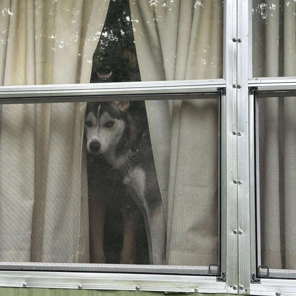 Cutest Dogs in Akron Need You!