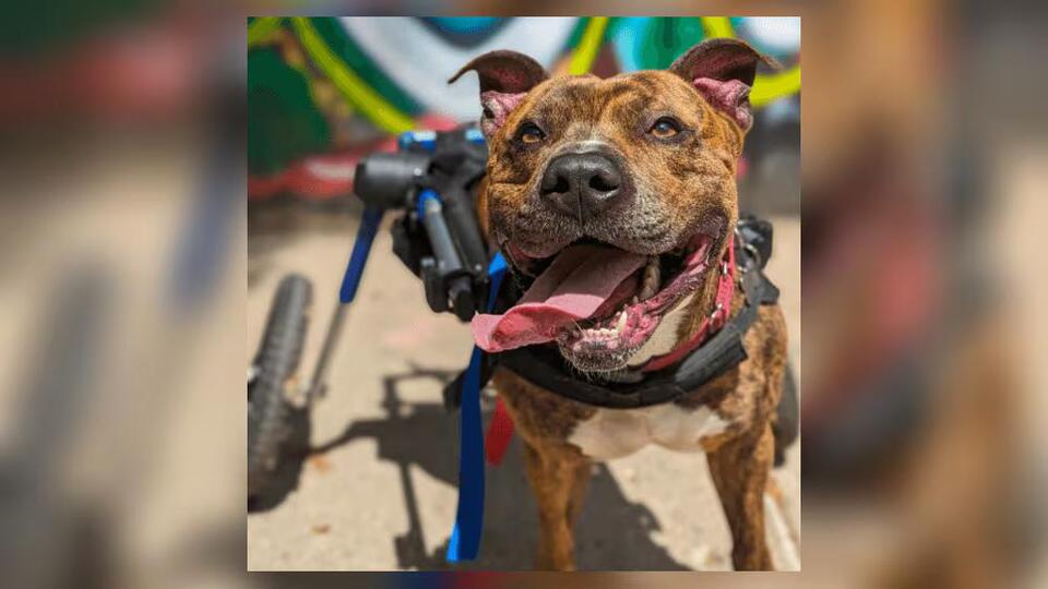 This Dog’s Got More Fans Than You