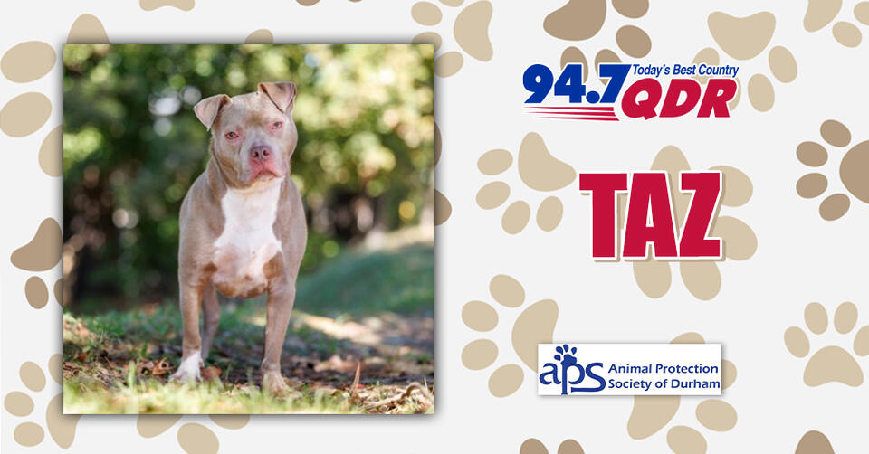 Meet Taz: The Sweetest Pup at APS Durham