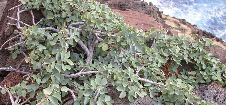 This 'Extinct' Hawaiian Plant is Back!