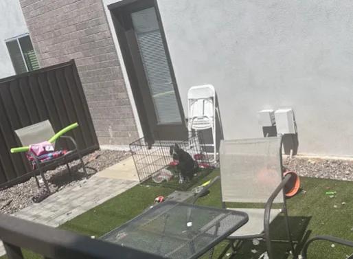 Puppy Survives 110° Heat—Now Living Her Best Life