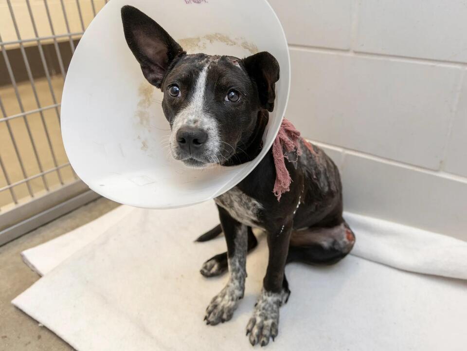 Puppy Survives 110° Heat—Now Living Her Best Life