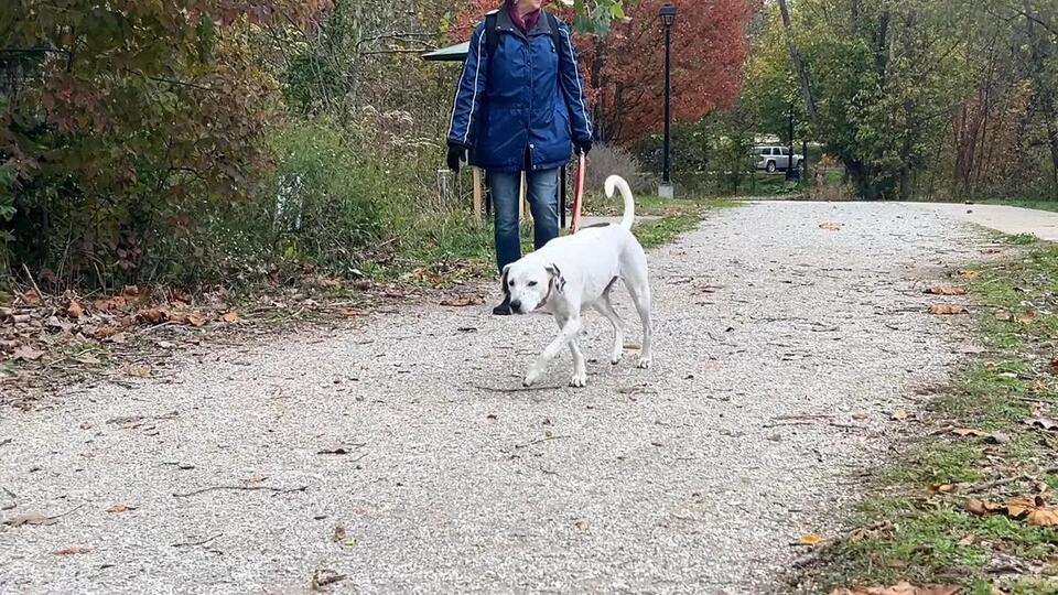 SNAP Cuts Could Mean Saying Goodbye to Pets