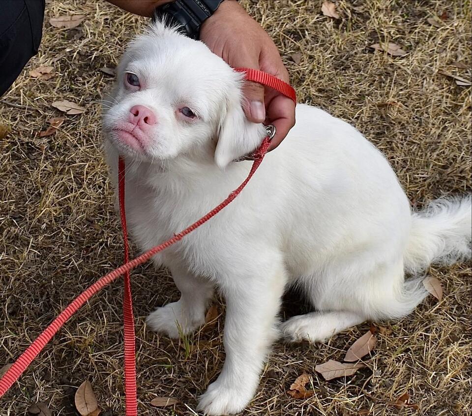 Why Is Silkworm Still Waiting?