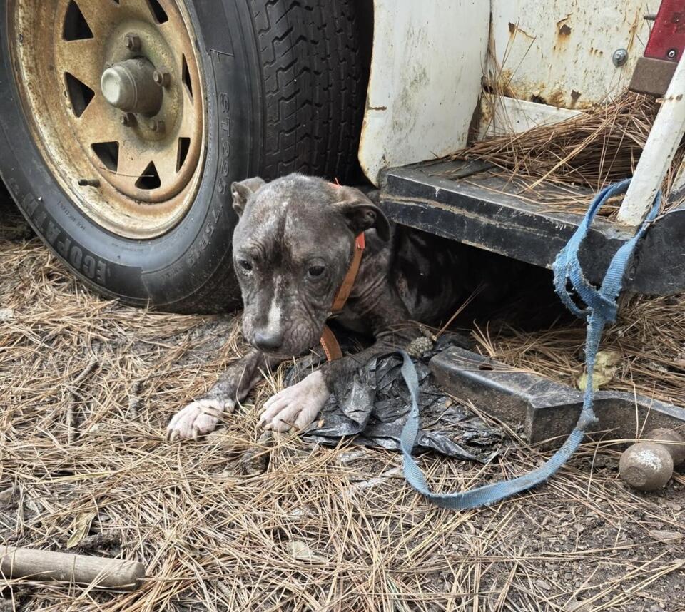 Clemson’s Cutest Dogs Need a Home!