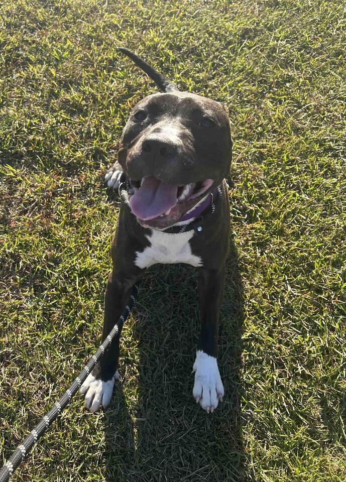 Clemson’s Cutest Dogs Need a Home!