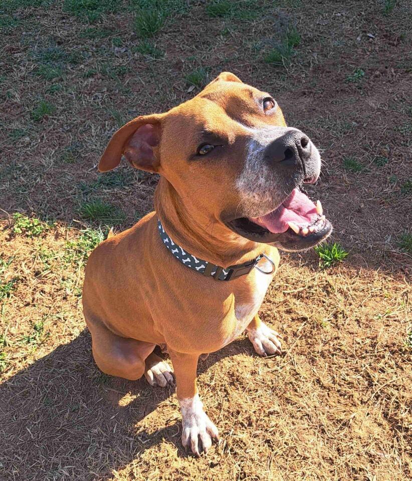 Clemson’s Cutest Dogs Need a Home!