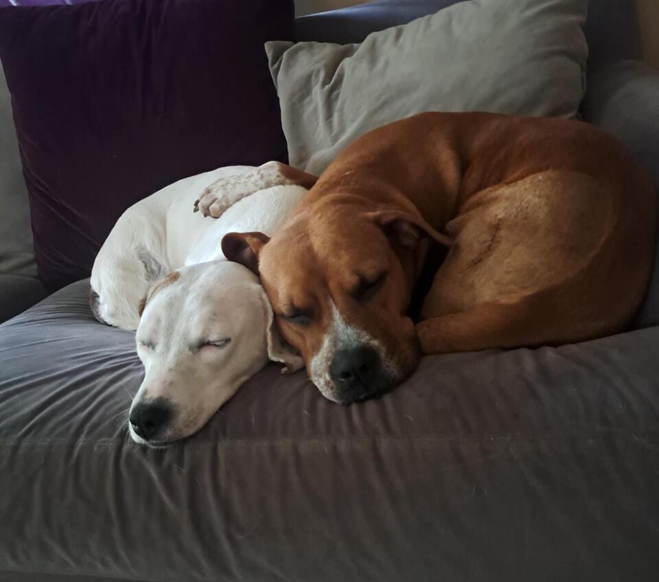 Clemson’s Cutest Dogs Need a Home!