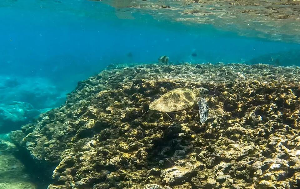 Should Hawaiians Eat Green Sea Turtles Again?