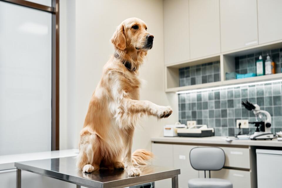 These Dog Breeds Will Drain Your Wallet