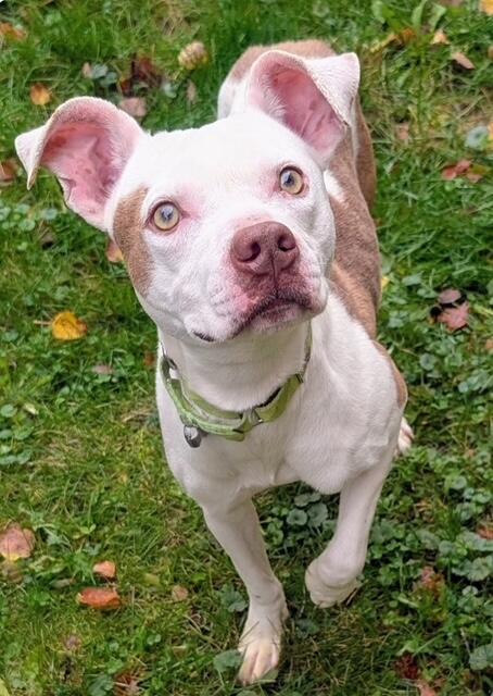 This Pup’s the Perfect Size!