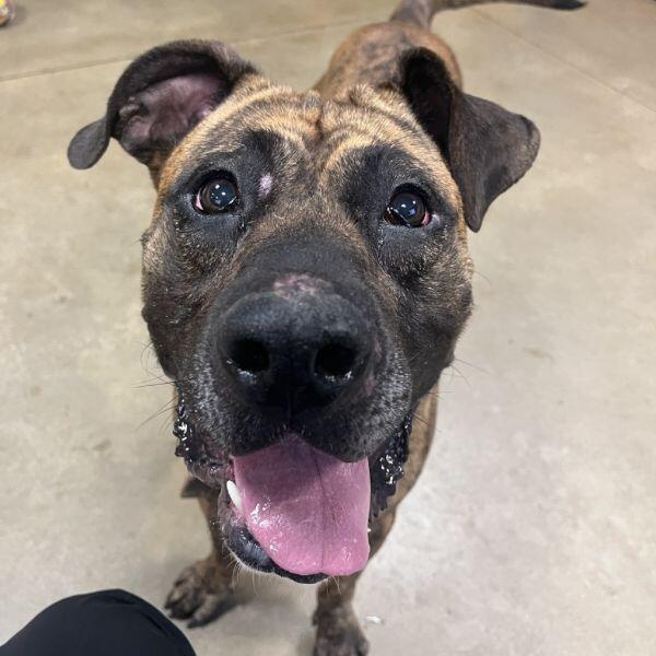 Baltimore’s Cutest Pups Need You!