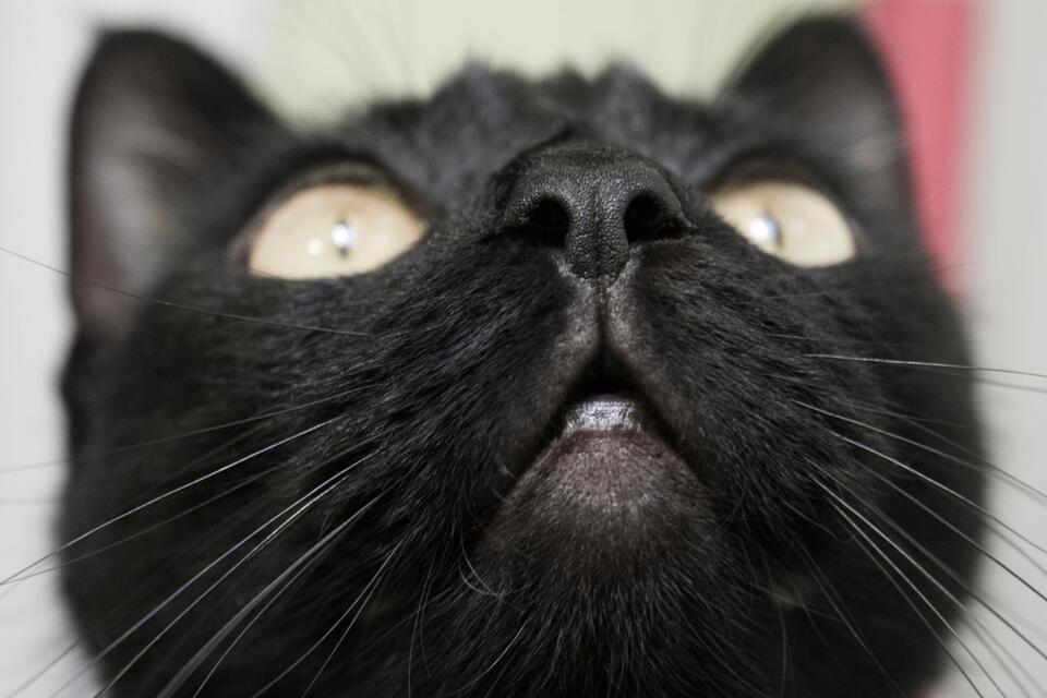 Kitten Drama Queen Demands Dinner