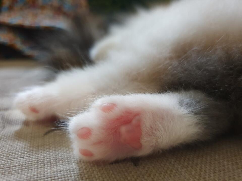 You Have to See This Stray Cat’s Spots!