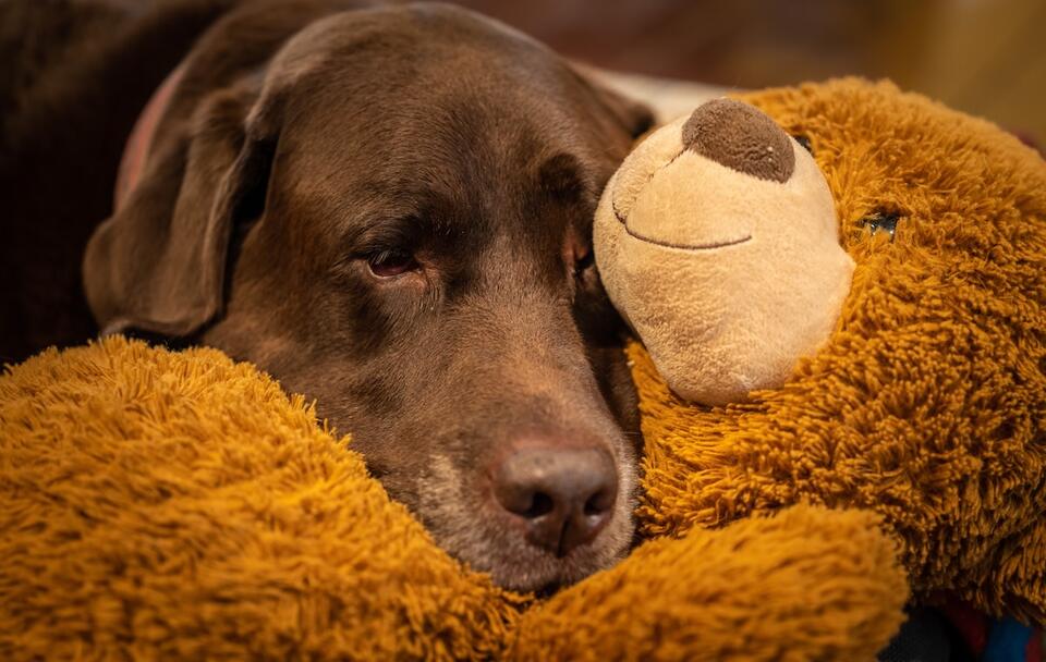 Ollie the Lab’s Build-A-Bear Birthday Bash