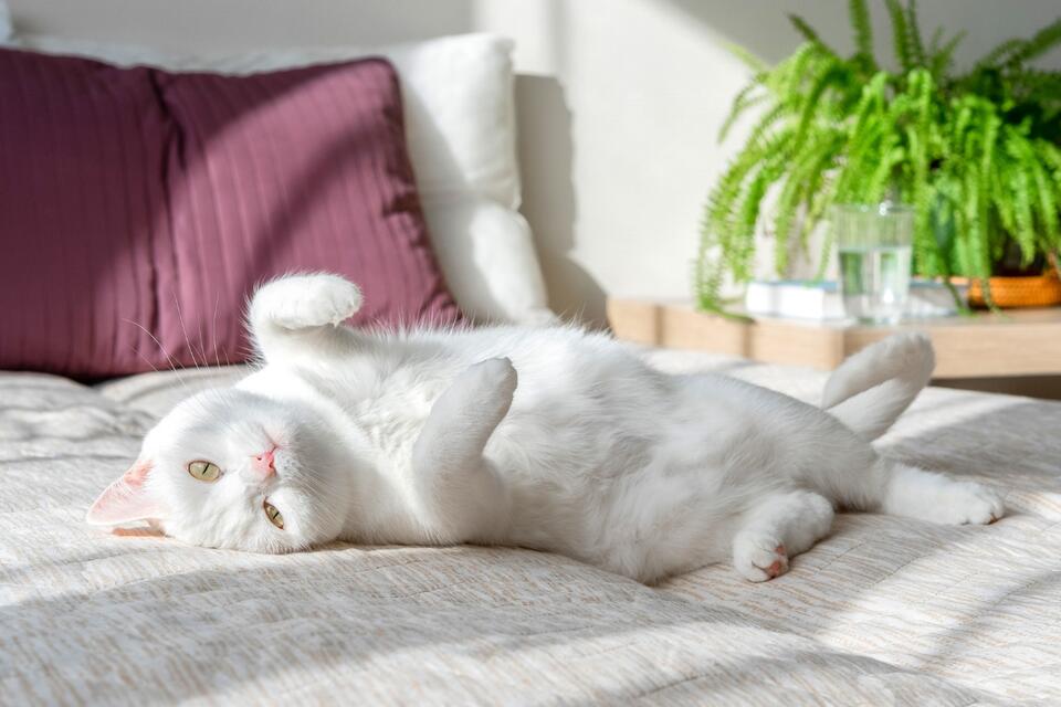 This Cat’s Flip Is TikTok Gold