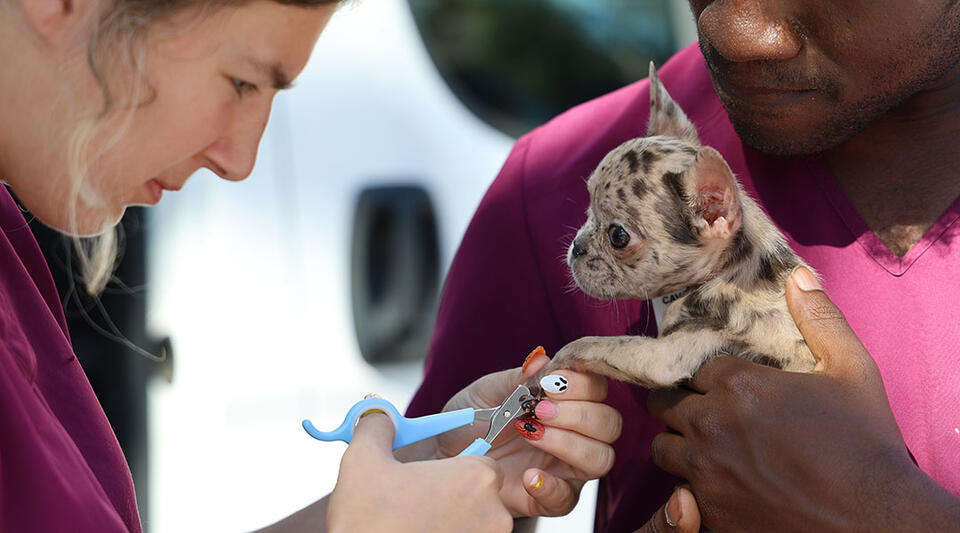 Mobile Vet Van Is a Game Changer