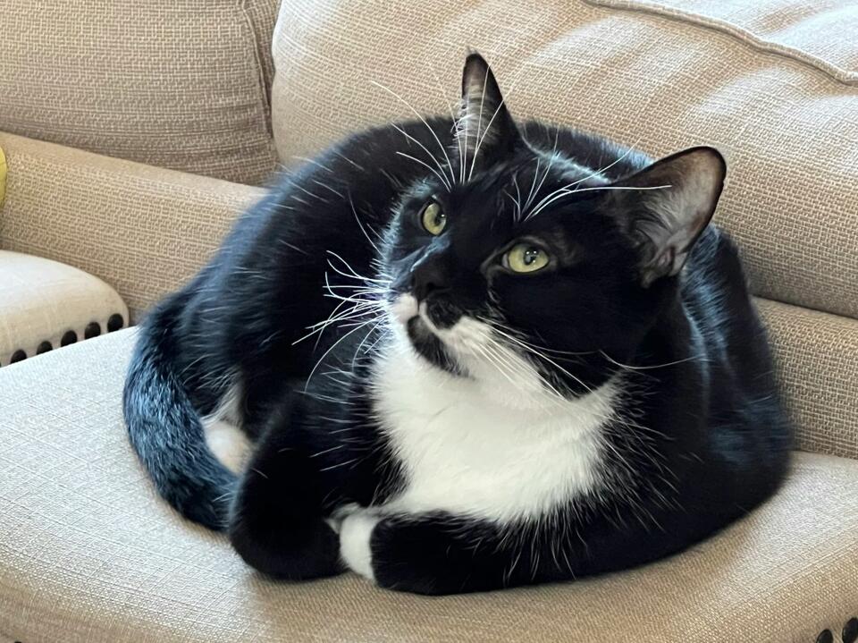 Meet the Pringles Cat!