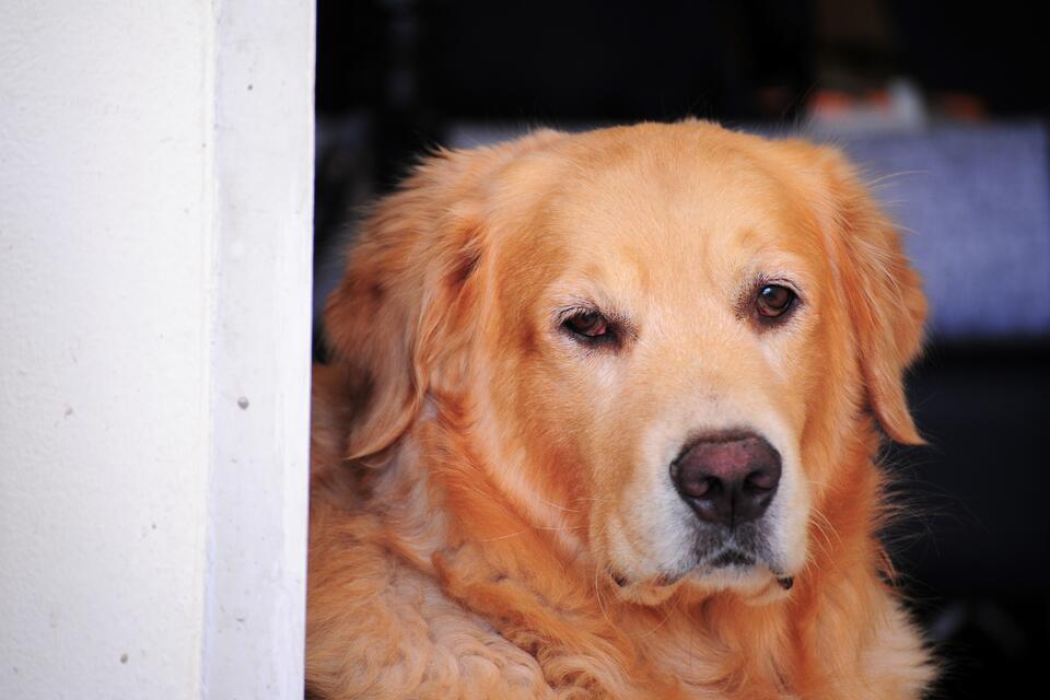 Golden Retriever’s Sleepy Love Is Next Level