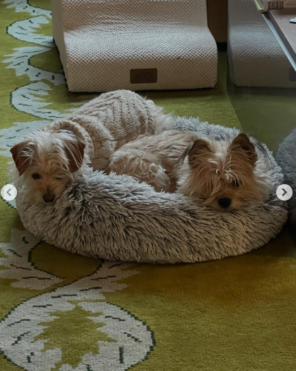 Ty Pennington’s Pup Is on the Mend!