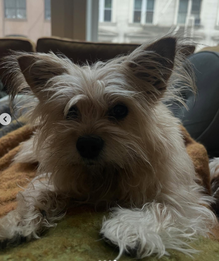 Ty Pennington’s Pup Is on the Mend!