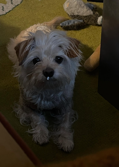 Ty Pennington’s Pup Is on the Mend!