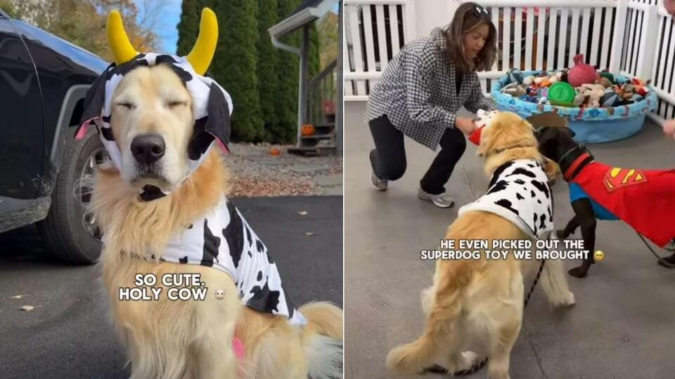 Cutest Doggie BFFs Ever?