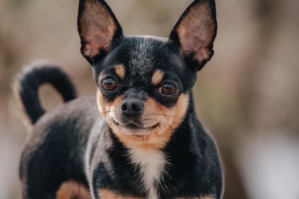 Chihuahua Drama Queen Alert!