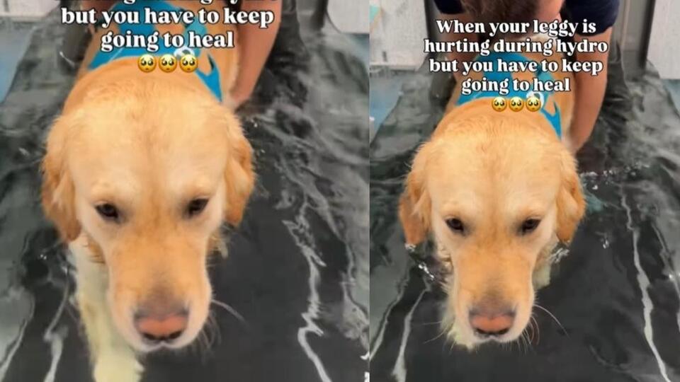 This Golden Retriever’s Healing Journey 😭