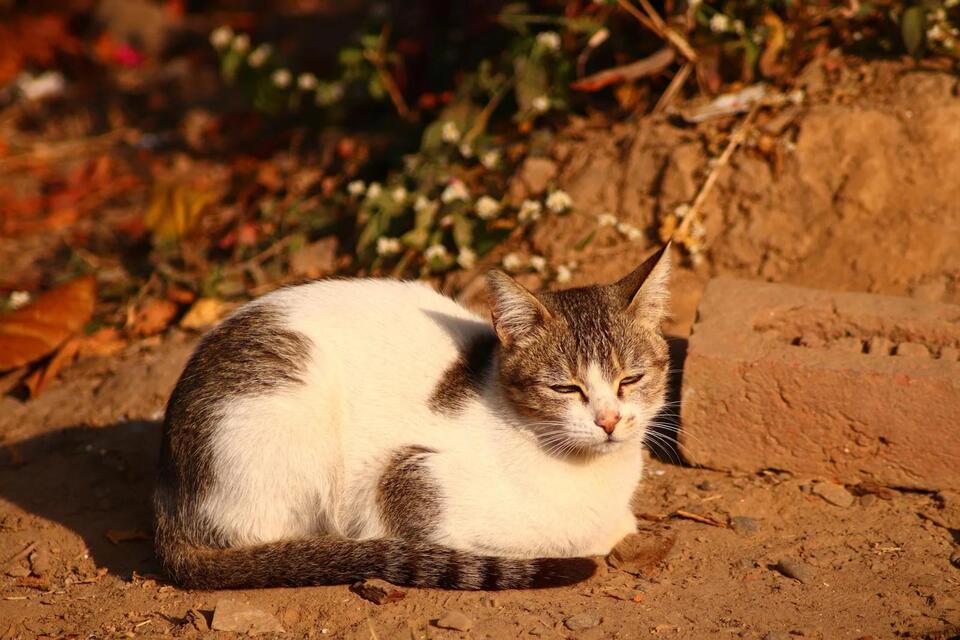 Is Your Cat Still Healing? Watch for These Signs