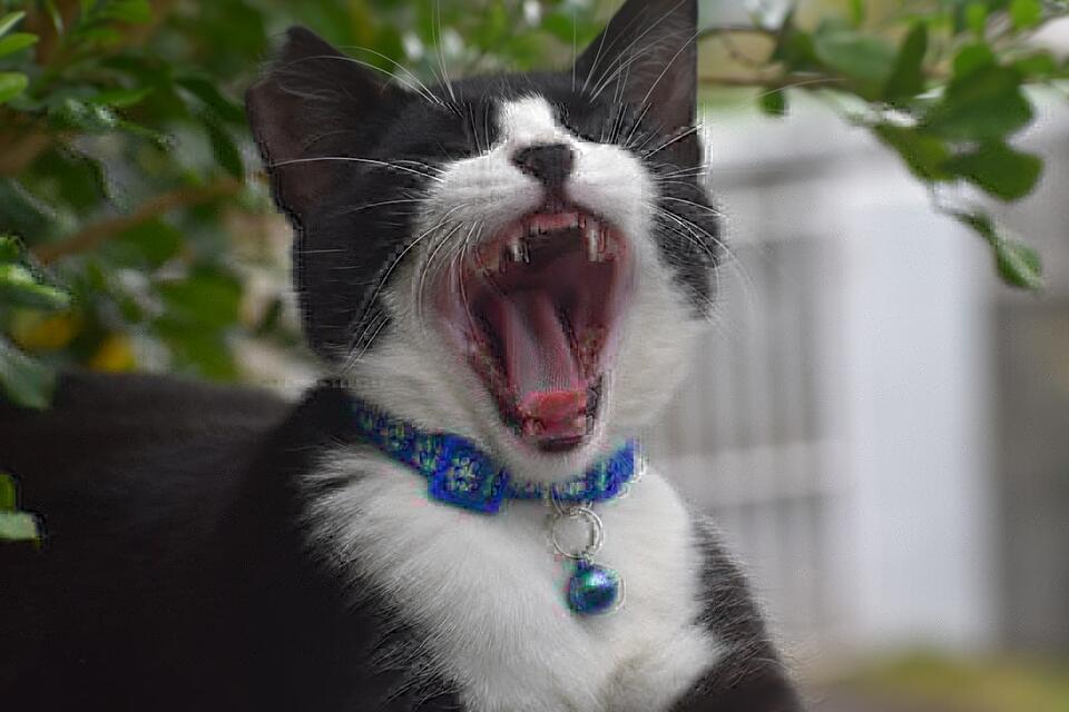 Is Your Cat Still Healing? Watch for These Signs