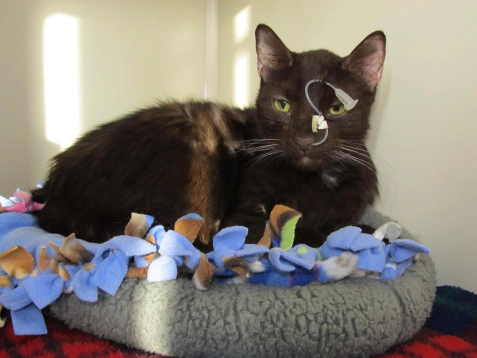 Is Your Cat Still Healing? Watch for These Signs