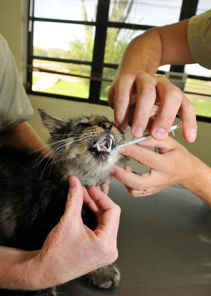 Is Your Cat Still Healing? Watch for These Signs